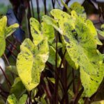 Rostliny umírají? Zjistěte, jakou chybu dělají všichni