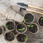 Semínka nebo sazenice. Co vybrat na jaře začátečníkovi