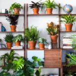 Sirka v květináči zabraňuje plísni a hnilobě kořenů