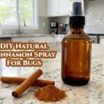 Skořice na půdě: proč starí včelaři nikdy neměli molům