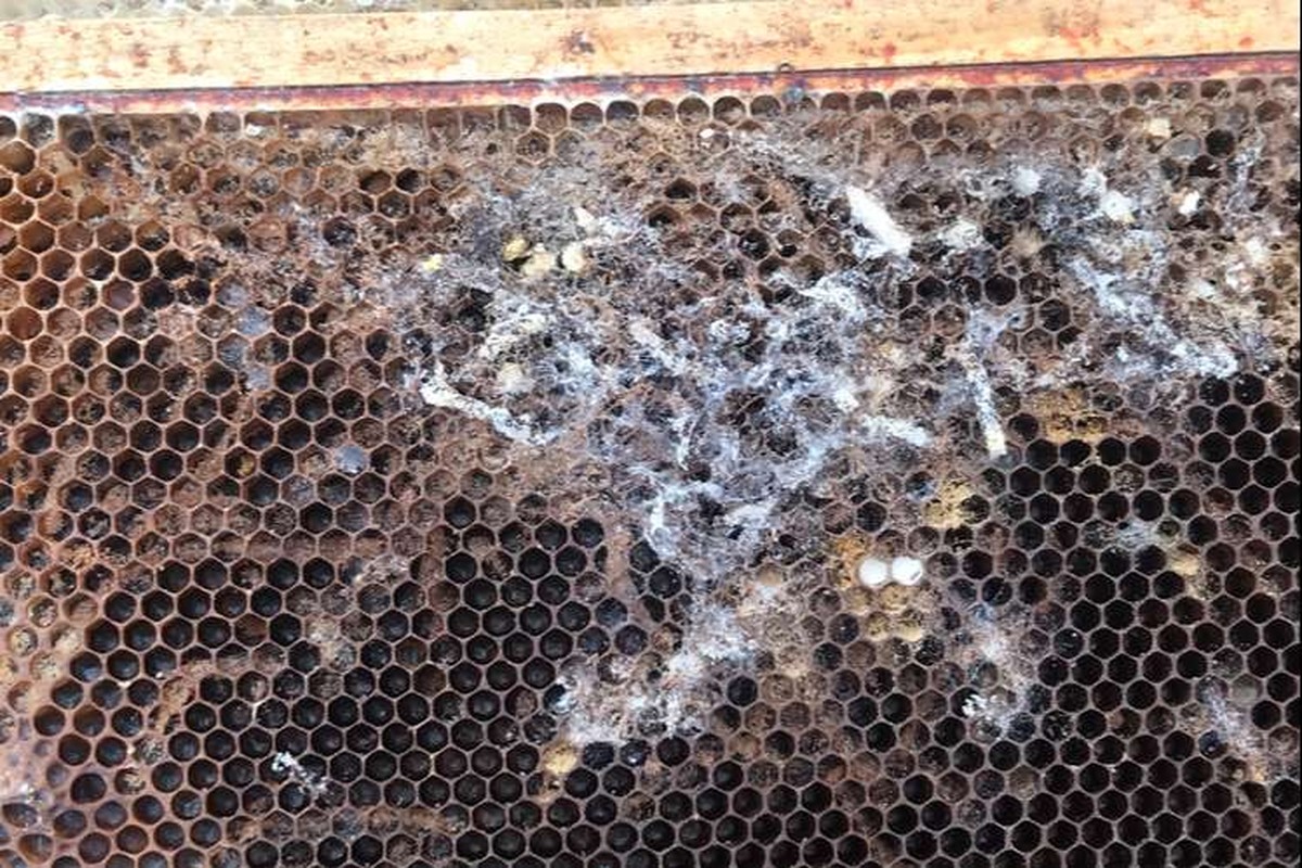 Skořice na půdě: proč starí včelaři nikdy neměli molům - image 1