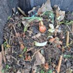 Slupky od cibule v kompostu změní kvalitu vaší půdy – proč je všichni vyhazují