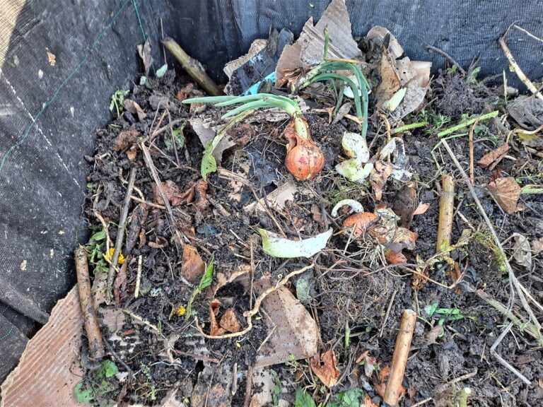 Slupky od cibule v kompostu změní kvalitu vaší půdy – proč je všichni vyhazují