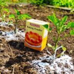 Soda bikarbona na plodinách: jak se jí zbavit plísní bez chemie