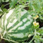 Staré punčochy jako filtry na zálivku? Genius řešení na úsporu vody