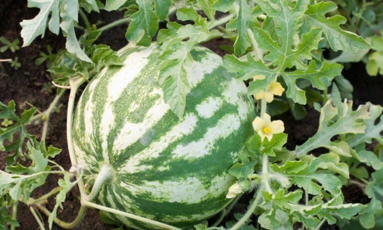 Staré punčochy jako filtry na zálivku? Genius řešení na úsporu vody