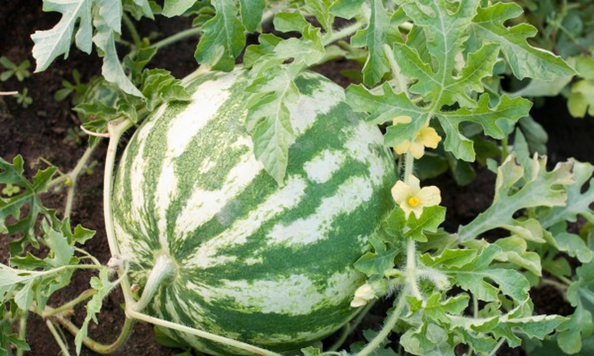 Staré punčochy jako filtry na zálivku? Genius řešení na úsporu vody