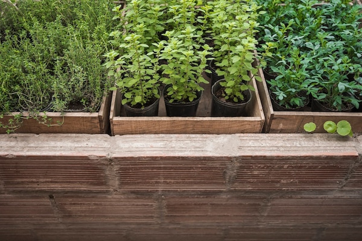 Starší, ale lepší: záhradníci si vybírají dřevo znovu - image 2