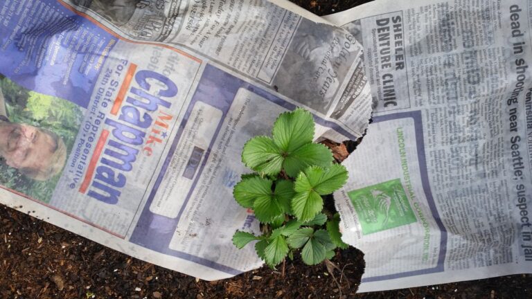 Starý časopis na záhradě? Jednoduchý trik proti plevelu, který funguje lépe než glejt