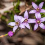 Sůl a pepř na listech: starý trik proti mandelinkám, který funguje