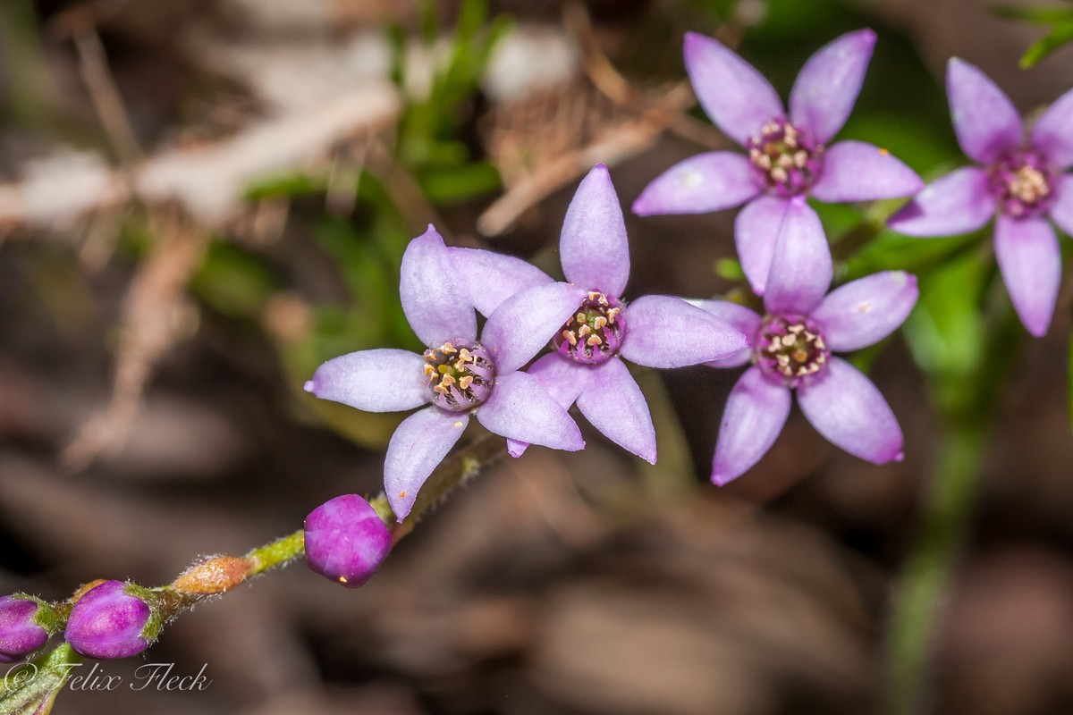 Sůl a pepř na listech: starý trik proti mandelinkám, který funguje