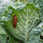 Sůl a pepř proti škůdcům: Starobylá metoda, která funguje lepší než insekticidy