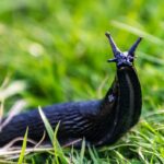 Sůl na slimáky? Zkuste tuhle levnější a účinnější variantu