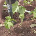 Urban gardening v prosinci: kdy už není pozdě koukat na balkon