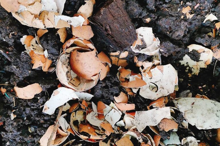 Vaječné skořápky do půdy? Tři věci, které se stane s vaší úrodou