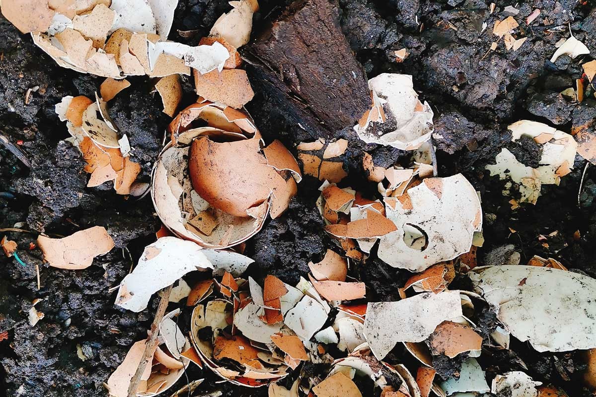 Vaječné skořápky do půdy? Tři věci, které se stane s vaší úrodou