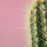 Vánoční kaktus vám nebude kvést, pokud to neuděláte teď