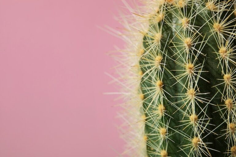 Vánoční kaktus vám nebude kvést, pokud to neuděláte teď