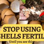 Vejce jako přírodní hnojivo: jak správně využít skořápky v květináčích