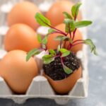 Vejce v čajovém sáčku na záhonu? Odborníci se nehádají na výsledku