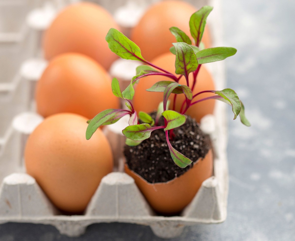 Vejce v čajovém sáčku na záhonu? Odborníci se nehádají na výsledku