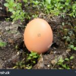 Vejce v kořeni květiny. Co se děje prvních 7 dní vás překvapí