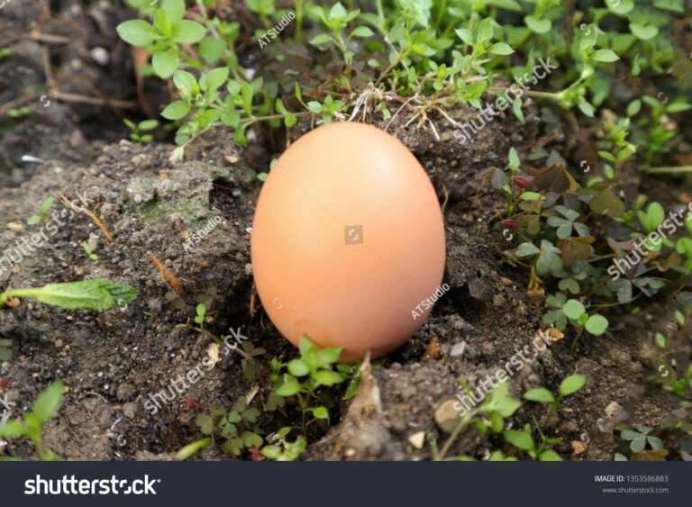 Vejce v kořeni květiny. Co se děje prvních 7 dní vás překvapí