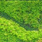 Vertikální zahrada v bytě: jak pěstovat zelí bez zahrady