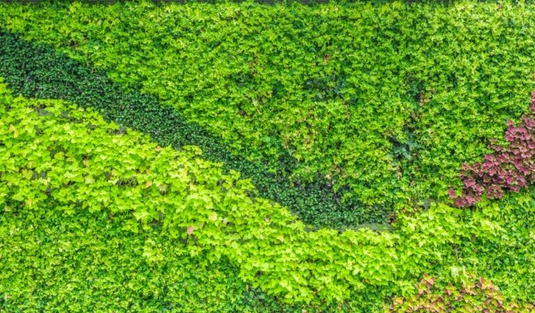 Vertikální zahrada v bytě: jak pěstovat zelí bez zahrady