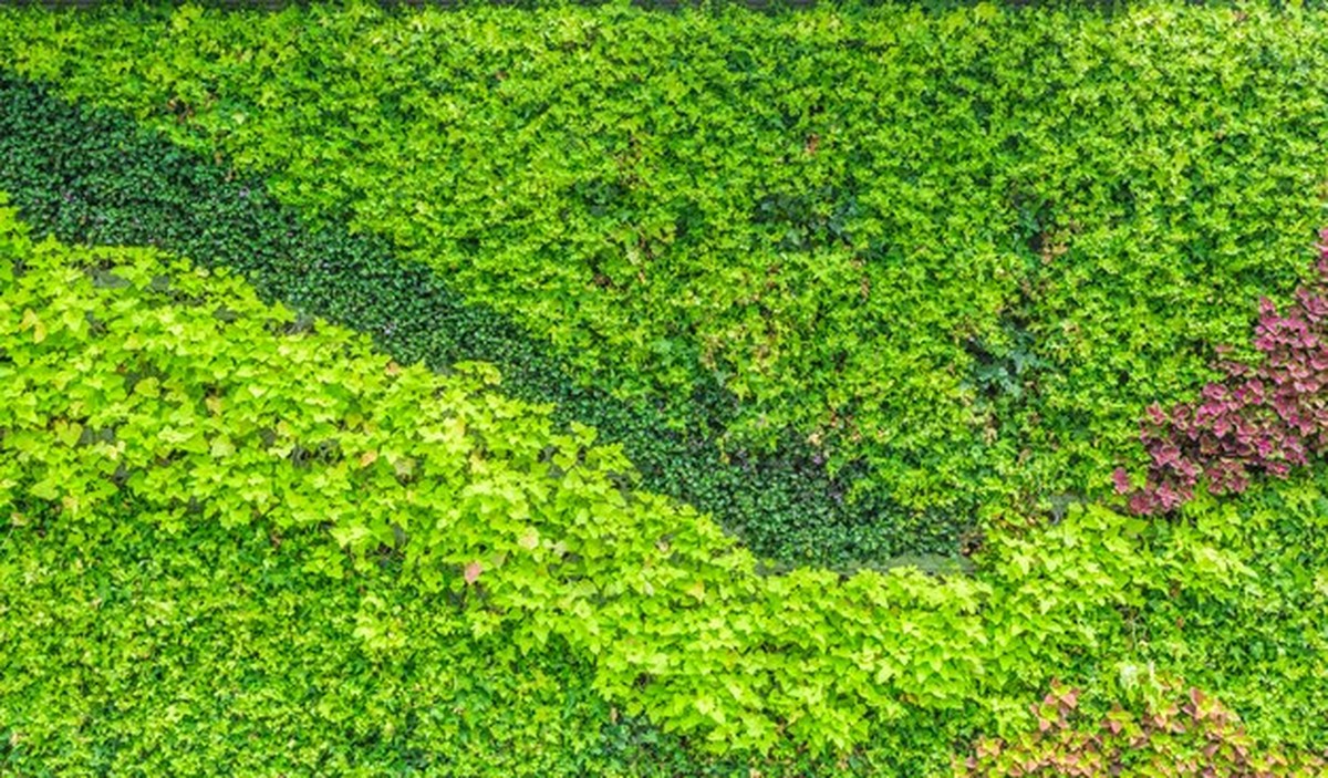 Vertikální zahrada v bytě: jak pěstovat zelí bez zahrady