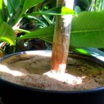 Vlhký písek v květináči: Trik, který prodlužuje život rostlin o měsíce