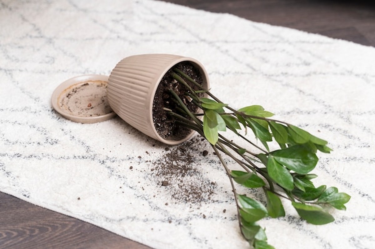 Vůbec nezaléváte správně: vědecká pravda o pokojových rostlinách - image 2