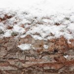 Zahrada v prosinci: kdy je nejlepší čas na přípravu půdy