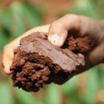 Zahrádkáři odhalují: tento typ půdy vám dělá únavu celý rok