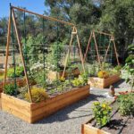 Zahradníci přiznávají: nikdy nezvěšujte rajčata takto