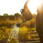 Zahradníci vám říkají: nikdy nezavlažujte v tuto dobu dne