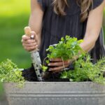 Zahradníci vám varují: nikdy nesázejte byliny v těchto dnech měsíce