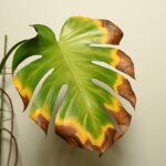 Zahradníci varují: nikdy nelijte tuto vodu na květiny