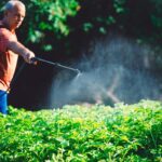 Zahradníci varují: nikdy nestříkejte v horku přes poledne