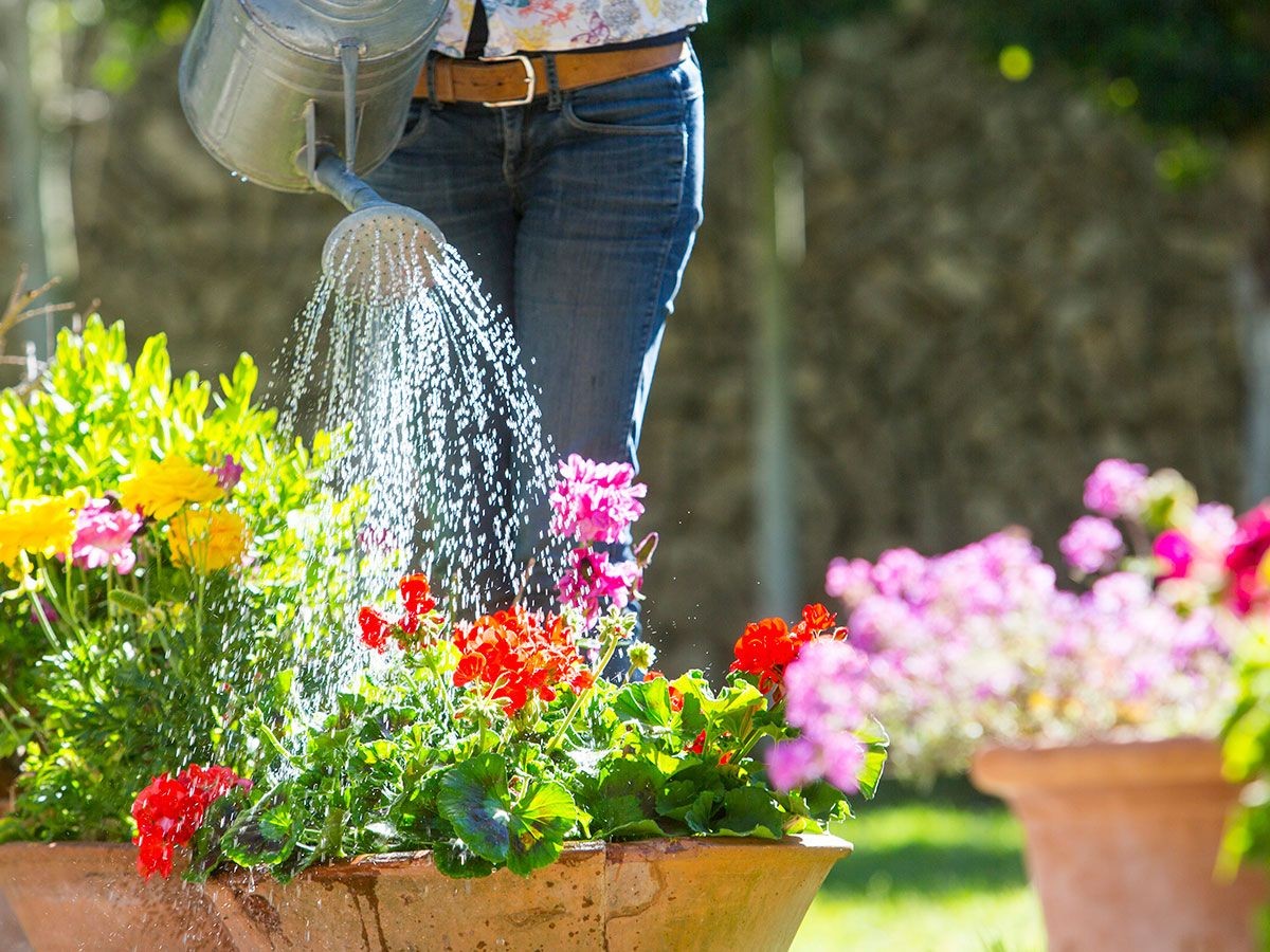 Zahradníci varují: nikdy neslévejte koupelovací vodu do květin – zde je důvod