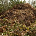 Zahradníci varují: nikdy neutíkejte listy na hnojdě bez této přípravy