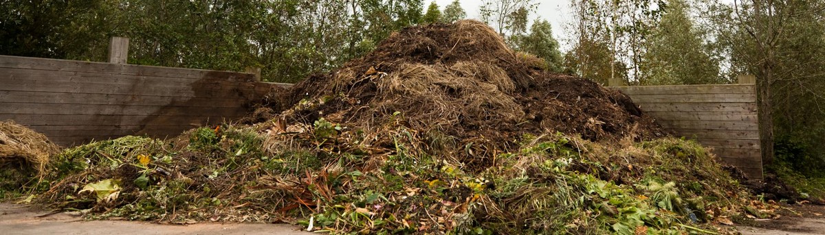 Zahradníci varují: nikdy neutíkejte listy na hnojdě bez této přípravy