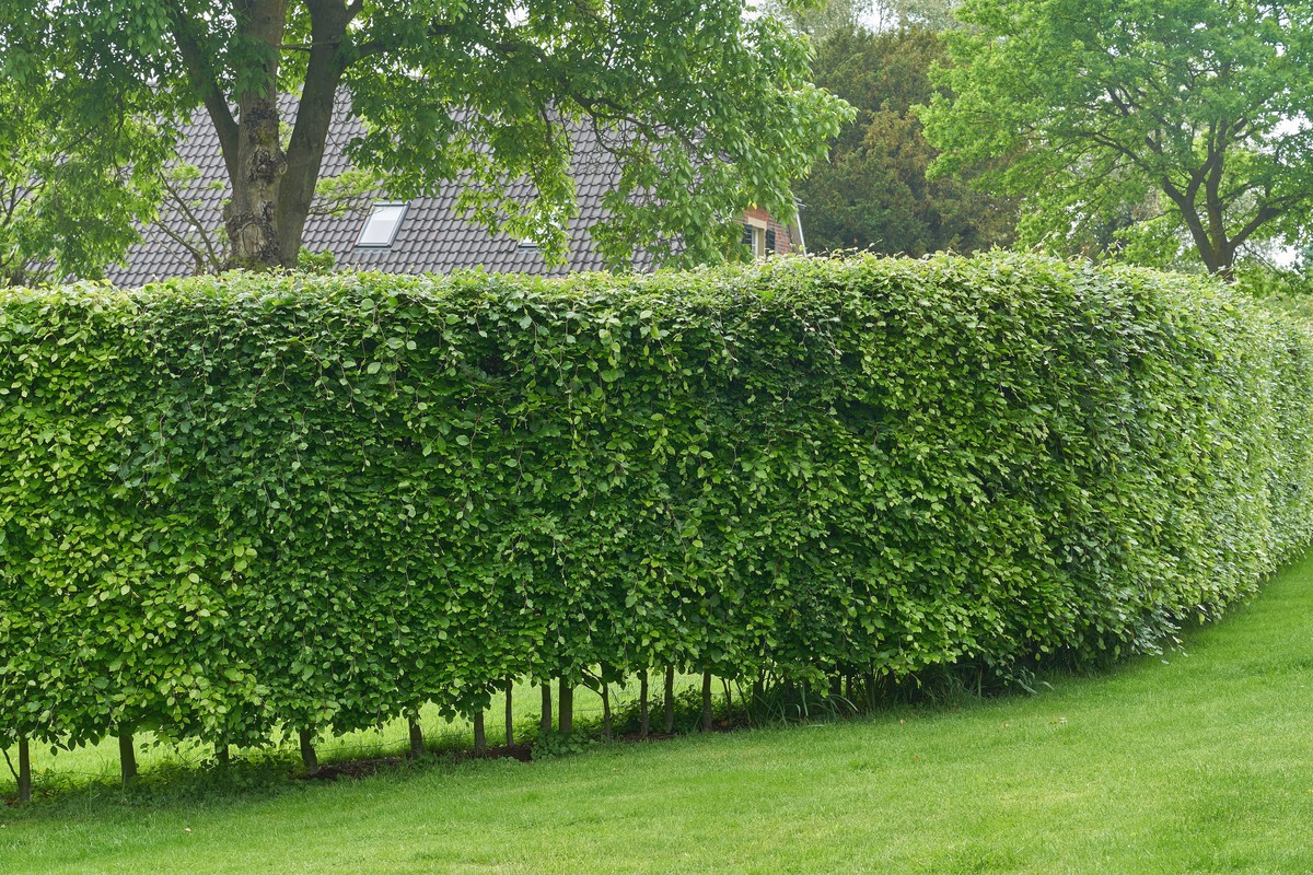 Zahradníci varují: nikdy nestříhejte živý plot v tomto měsíci - image 1