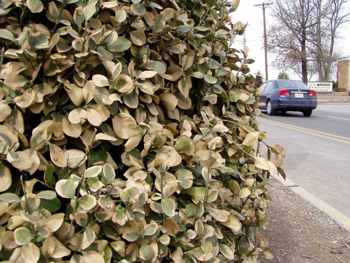 Zahradníci varují: nikdy nelijte tuto vodu na květiny - image 2