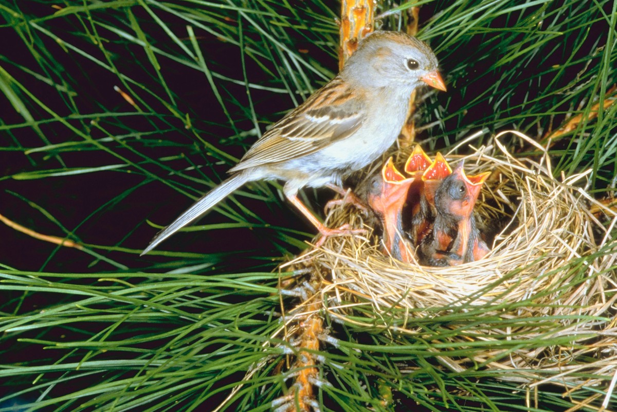 Zahradníci varují: nikdy nestříhejte živý plot v tomto měsíci - image 2