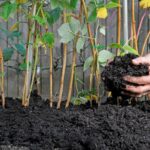 Zahradníci vás varují: nikdy ne tento hnůj na mladé sazenice