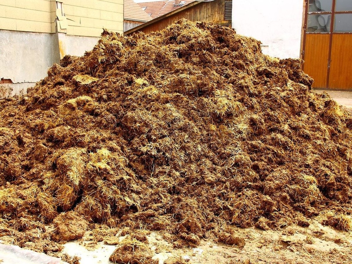 Zahradníci vás varují: nikdy ne tento hnůj na mladé sazenice - image 1