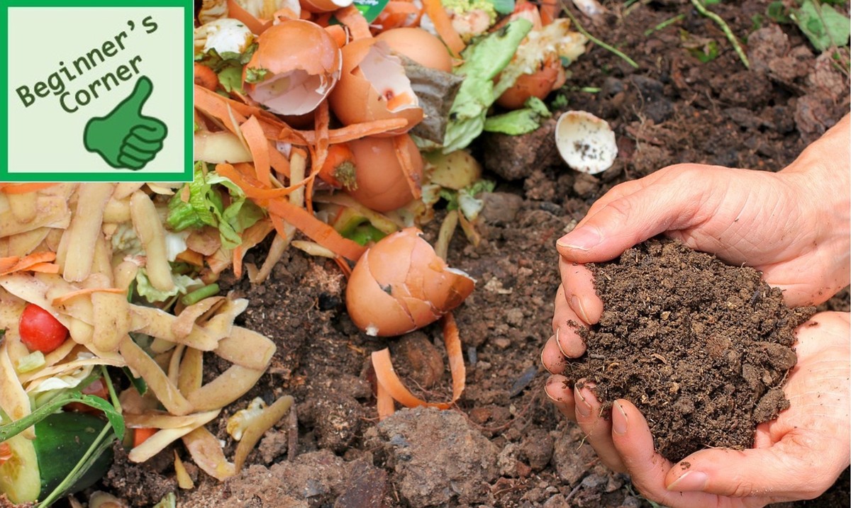 Zahradníci vás varují: nikdy ne tento hnůj na mladé sazenice - image 2