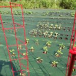 Zahradní designéři odhalují: prvek, který všichni kupují zbytečně