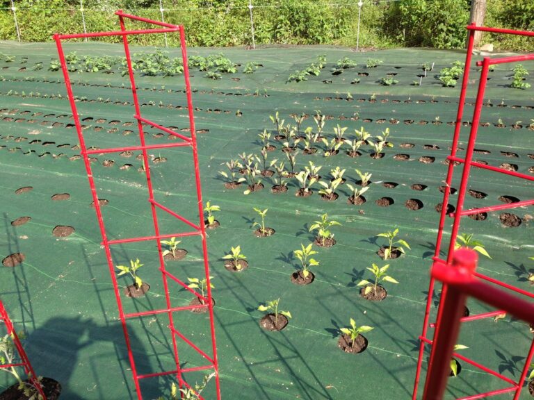 Zahradní designéři odhalují: prvek, který všichni kupují zbytečně